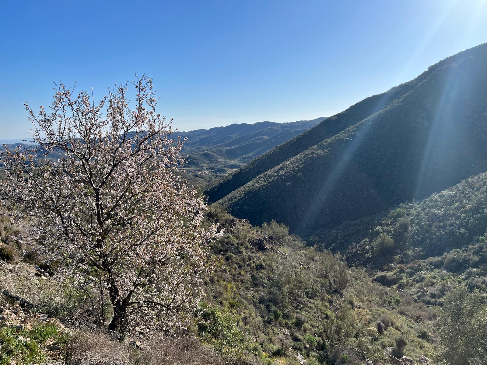 almendros en flor diego