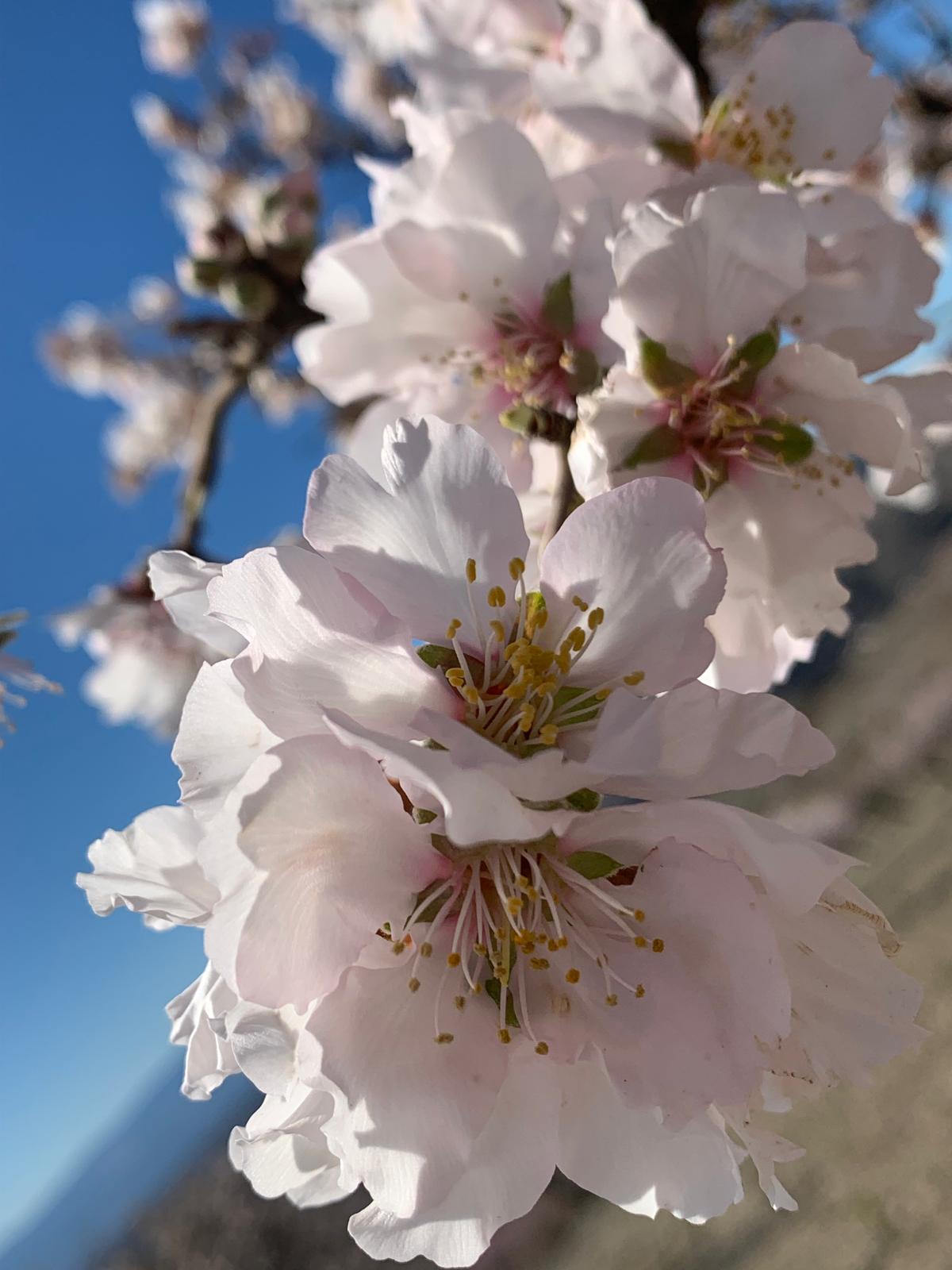 almendro en flor albox