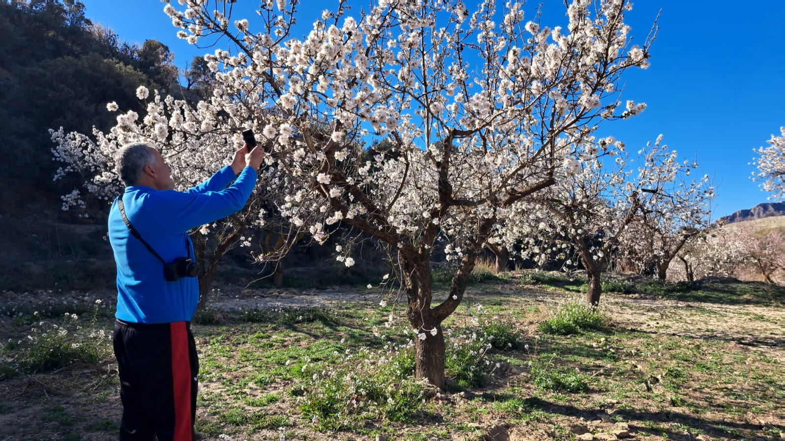 almendro en flor albox