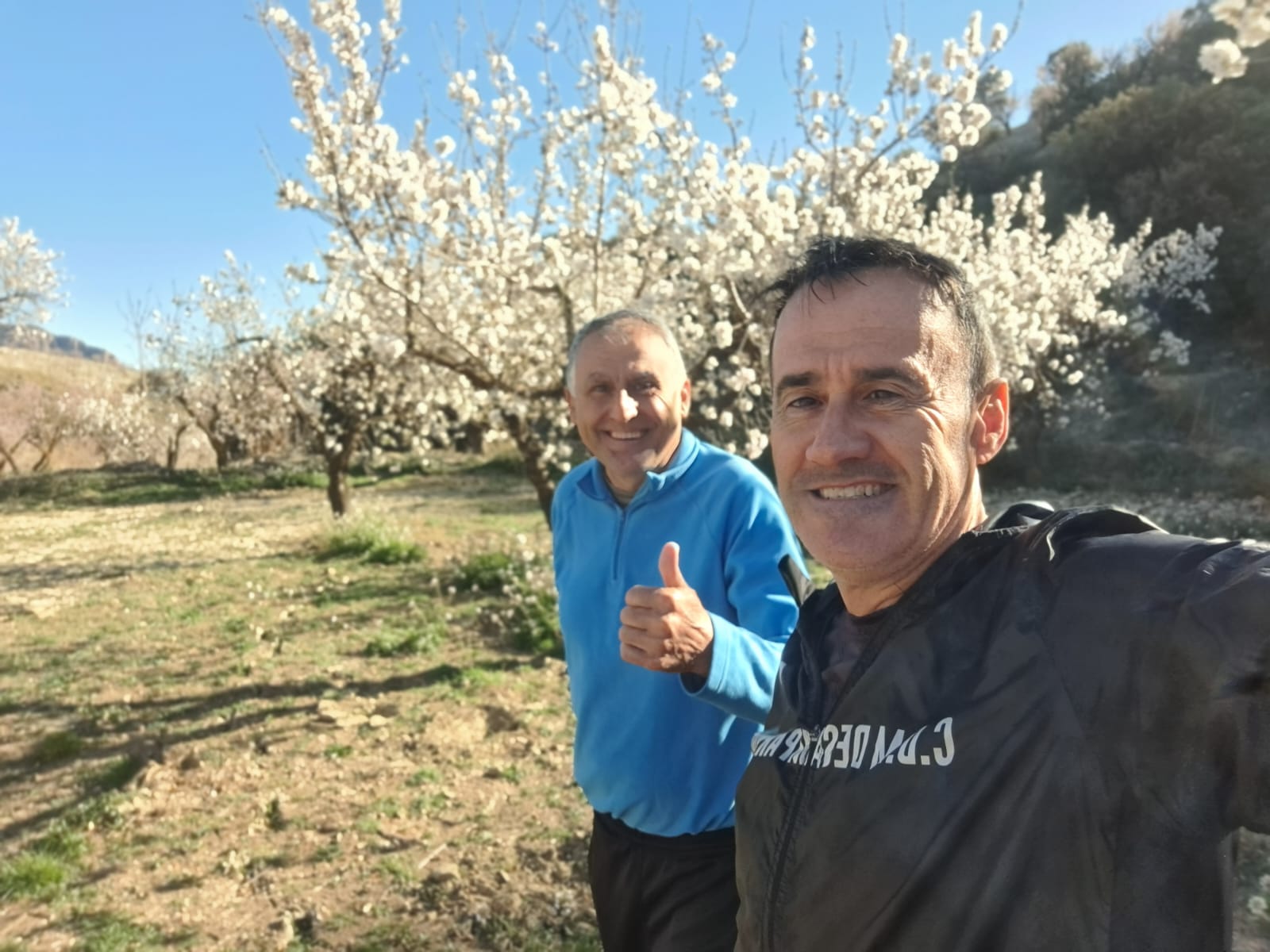 albox almendro en flor