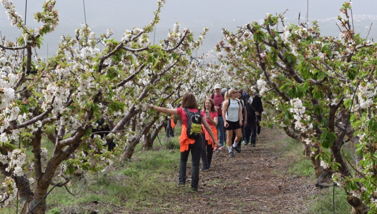 ruta cerezo en flor