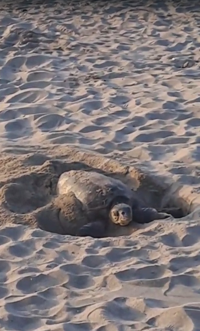 tortuga boba