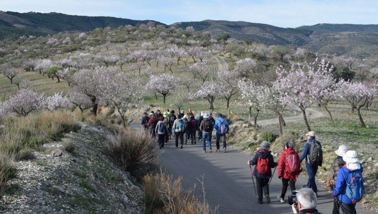 rutas almendro en flor