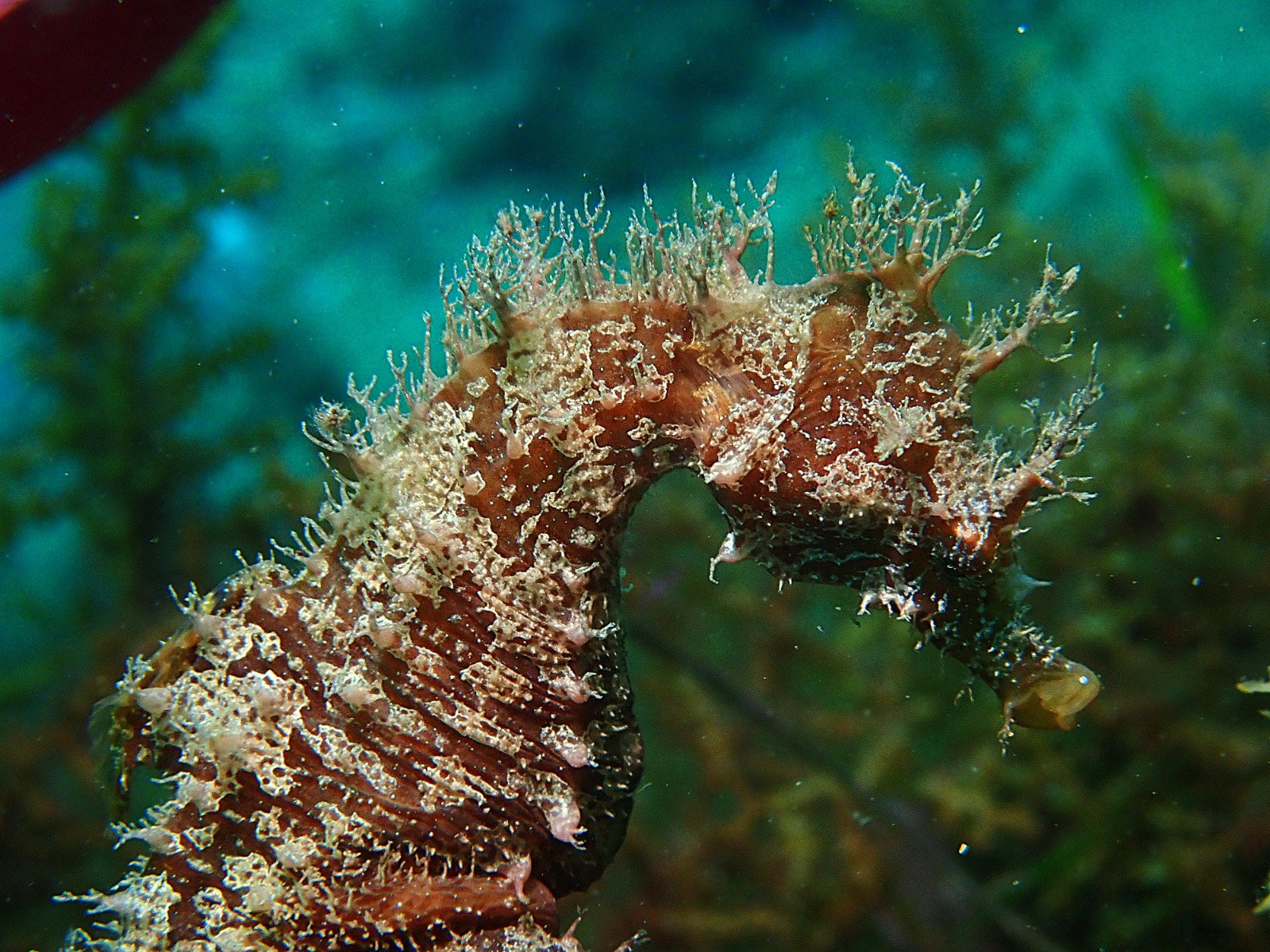 foto guttulatus