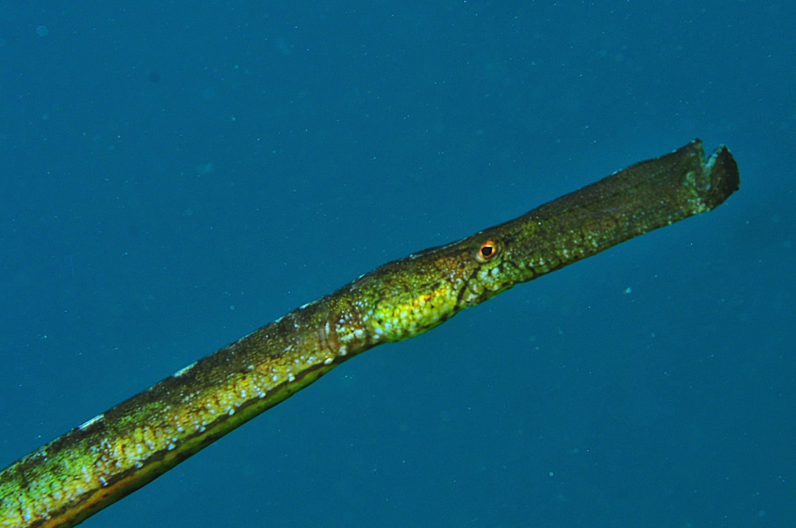 pez pipa
