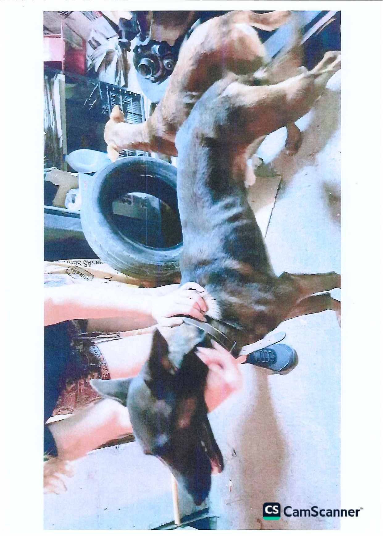 foto