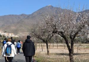 almendro en flor
