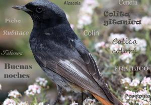 libro aves