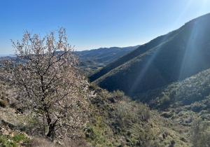 almendros en flor diego