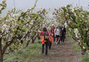 ruta cerezo en flor