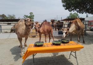 camellos