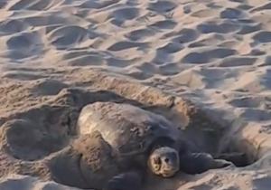 tortuga boba