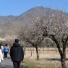 almendro en flor