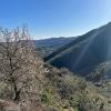 almendros en flor diego