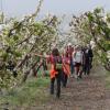 ruta cerezo en flor