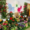 cruz de mayo dalias