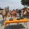 camellos