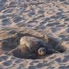 tortuga boba
