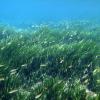 posidonia