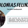 equinac colonias felinas