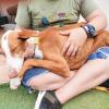 foto podenco